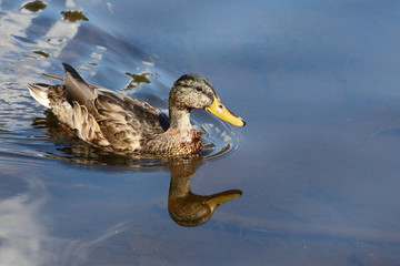 Stockente / Mallard / Anas platyrhynchos..