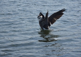 Gesi Kanadyjskie © Iwona