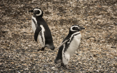 Naklejka premium Spheniscus Magellanicus