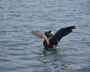 Gesi Kanadyjskie © Iwona