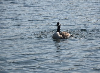 Gesi Kanadyjskie © Iwona