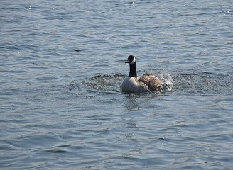 Gesi Kanadyjskie © Iwona