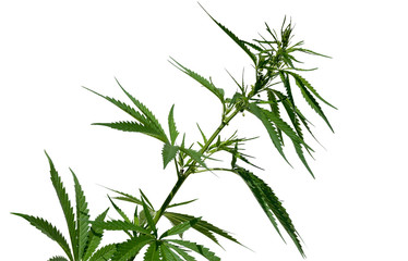 Cannabis plant with buds isolated on the white background. Selective focus.