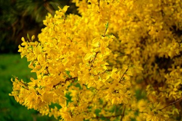 forsythia ,yellow bush in spring park - early spring