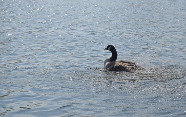 Gesi Kanadyjskie © Iwona