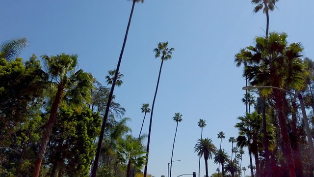 The Palm trees of Beverly Hills