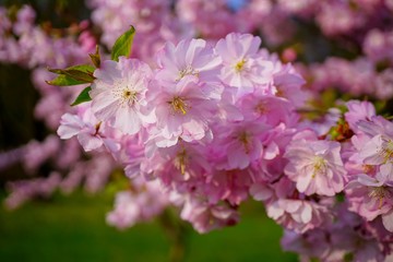 Pink flowering tree over nature background . Spring tree . Spring Background. Prunus serrulata