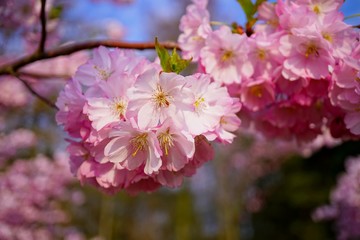 Pink flowering tree over nature background . Spring tree . Spring Background. Prunus serrulata
