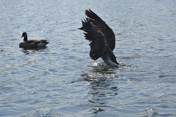 Gesi Kanadyjskie © Iwona