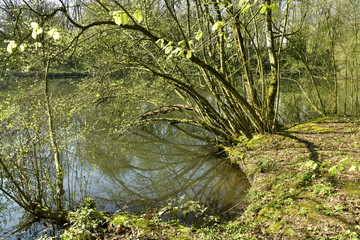 Fototapeta premium Branches surplombant les eaux du Grand Etang Clabots en Forêt de Soignes à Auderghem