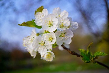  Flowering tree over nature background - Spring tree - .Spring Background.
