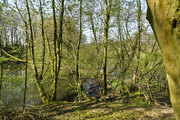 Branches surplombant les eaux du Grand Etang Clabots en Forêt de Soignes à Auderghem