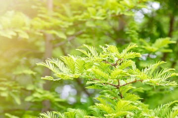 Spring background with green tree, sunlight.