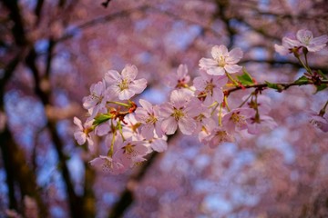 Pink flowering tree over nature background .Spring tree . Spring Background.