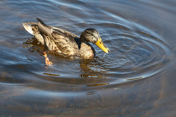 Stockente / Mallard / Anas platyrhynchos..