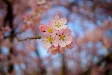 Pink flowering tree over nature background .Spring tree . Spring Background.