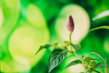 Small Organic Pepper Plant Growing On Garden Bed Plantation In Spring Season. Green Sprout With Leaves Growing From Soil. Spring, Concept Of New Life. Agricultural Season