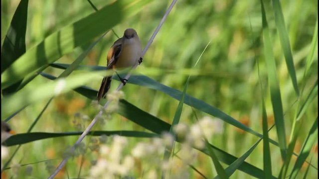 Cute little birds. Green reeds background. Bird: Bearded Reedling. Panurus biarmicus .