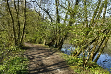 Chemin longeant le Grand-Etang des Clabots dans la végétation sauvage de la forêt de Soignes à Auderghem