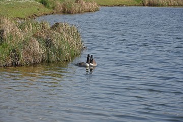 Gesi Kanadyjskie © Iwona