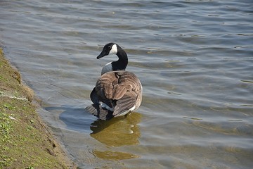 Gesi Kanadyjskie © Iwona