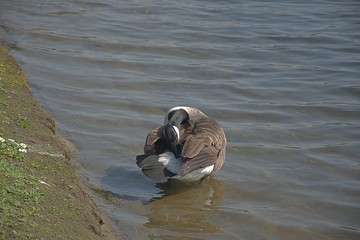 Gesi Kanadyjskie © Iwona