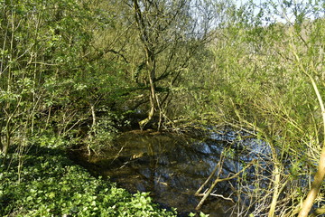 Branches surplombant les eaux du Grand Etang Clabots en Forêt de Soignes à Auderghem
