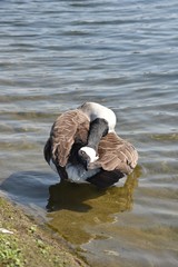 Gesi Kanadyjskie © Iwona