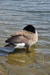 Gesi Kanadyjskie © Iwona