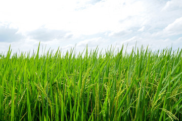 Asian fresh organic Jasmine Rice in the green paddy rice field on beautiful sunlight and blue sky background.Rustic and Countryside.Food,Agriculture,Nature landscape Concept.Copy space for text.  