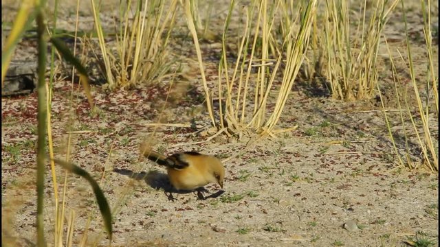 Cute little birds. Green reeds background. Bird: Bearded Reedling. Panurus biarmicus .