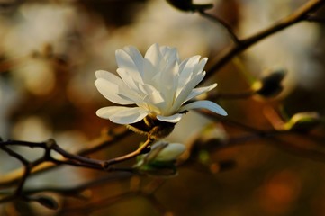 Beautiful white flowering magnolia - flowering tree. Magnolia stellata - selective focus