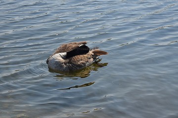 Gesi Kanadyjskie © Iwona