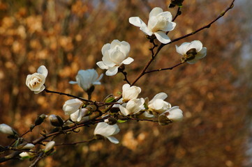 Beautiful white flowering magnolia - flowering tree. Magnolia stellata - selective focus