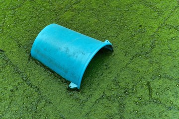 Blue plastic bucket in green slimy algae.