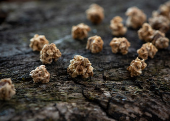 Beet seeds close up on a wooden background.