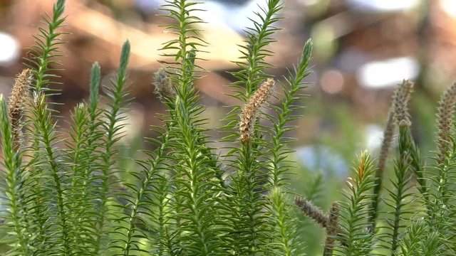 Moss Polytrichum in early spring. The vegetation of wild forests in the natural environment.