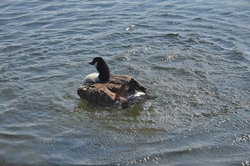 Gesi Kanadyjskie © Iwona