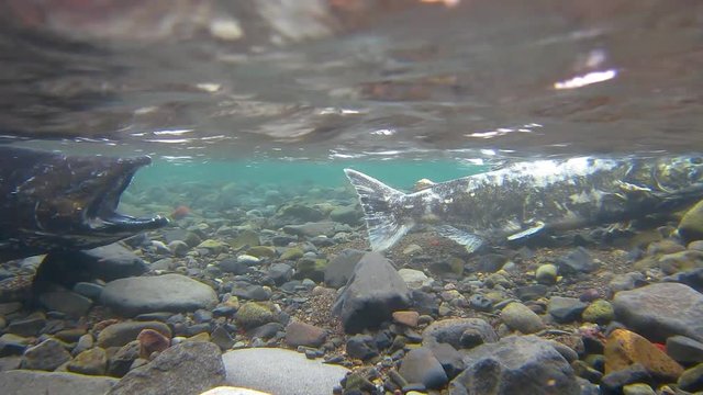 Salmon Migration Spawning River.