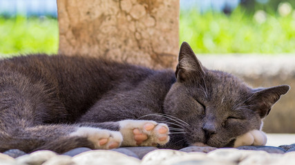 Sweet little sleeping black cat