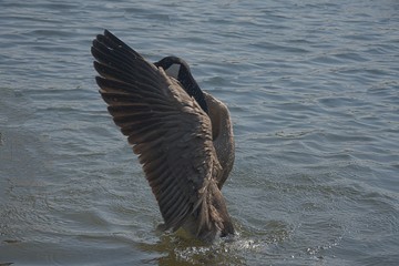 Gesi Kanadyjskie © Iwona