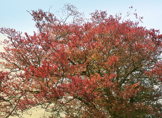 Woodland and Trees.