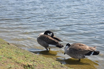 Gesi Kanadyjskie © Iwona