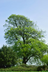 Fototapeta premium Woodland and Trees.