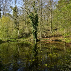 Lierre autour d'un arbre mort au bord de la marre aux n&eacute;nuphars au domaine de l'abbaye du Rouge-Clo&icirc;tre &agrave; Auderghem