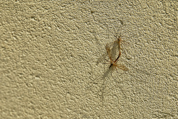 Accouplement de Tipules