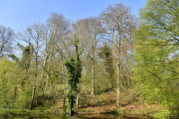 Fototapeta na wymiar Lierre autour d'un arbre mort au bord de la marre aux nénuphars au domaine de l'abbaye du Rouge-Cloître à Auderghem