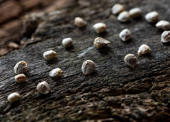 Spinach seeds close up on wooden background.