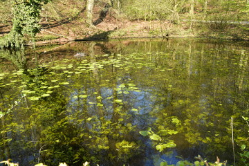 La marre aux nénuphars au milieu de la végétation luxuriante près de l'étang du Moulin au domaine de l'abbaye du Rouge-Cloître à Auderghem