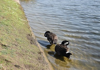 Gesi Kanadyjskie © Iwona